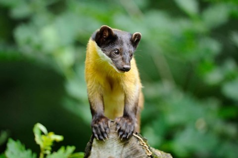 An attentive marten stands on a tree trunk in the forest, coloured marten, Charsas (Martes