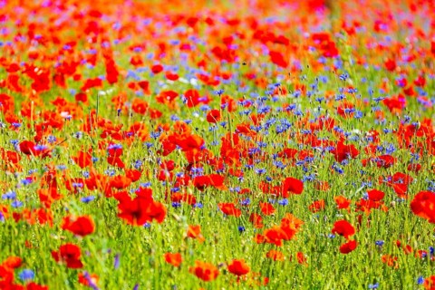 Corn poppy (Papaver rhoeas) and cornflower (Centaurea cyanus) in bloom in a meadow, Saxon