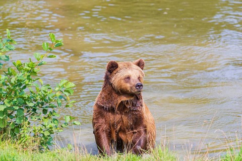 One adult eurasian brown bear (Ursus arctos arctos) leaving a lake