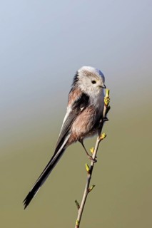 Long-tailed Tit, (Aegithalos caudatus), songbird, animals, birds, family of tits, Nahe valley,