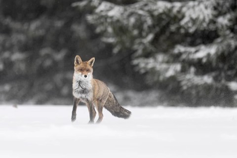 Red fox in the snow, Steinborn, Rhineland-Palatinate, Germany