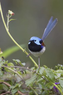 Variegated Fairywren (Malurus lamberti) male, Queensland, Australia