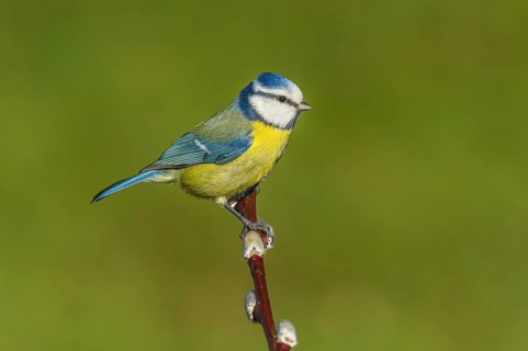 Blue tit (Cyanistes caeruleus) Blue Tit • Baden-Württemberg, Germany, Baden-Württemberg, Federal