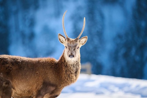 Red deer (Cervus elaphus) stag on a snowy meadow in the mountains in tirol, Kitzbühel, Wildpark