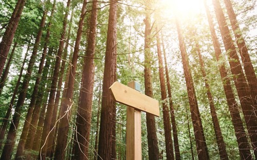 Trail through a redwood forest illuminated by sunlight. A wooden sign guides the path among the