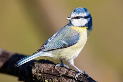 Blue Tit (Parus Caeruleus) Germany