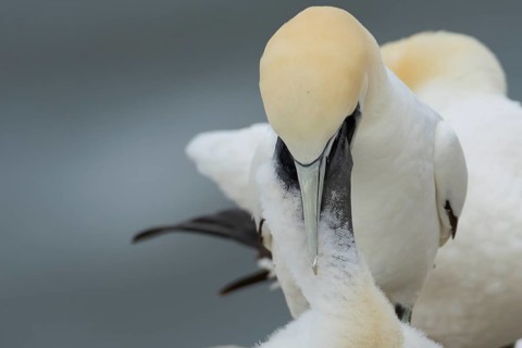 Northern gannet (Morus bassanus) adult seabird bird feeding a juvenile baby chick on a nest on a