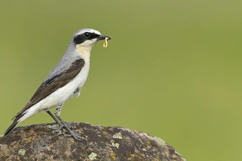 Northern Wheatear (Oenanthe oenanthe) male, Rhineland-Palatinate, Germany