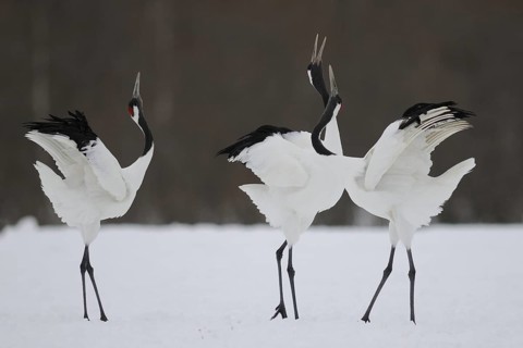 Red-crowned Crane (Grus japonensis) calling, Hokkaido, Japan
