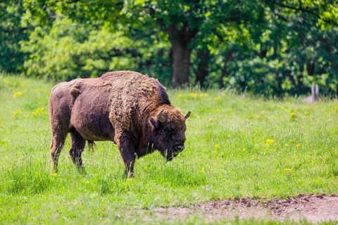 An adult male European bison (Bison bonasus) walks across a green meadow