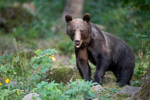 European brown bear or Eurasian brown bear (Ursus arctos arctos), female brown bear in the forest,