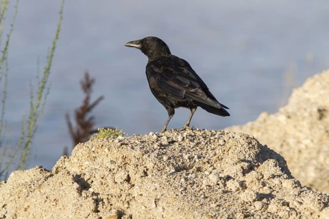 Carrion Crow (Corvus corone), Galicia, Spain