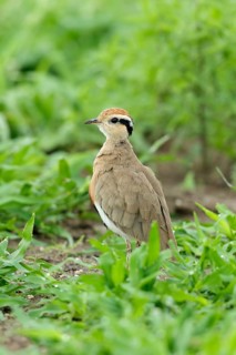 Temmincks Renvogel, Temmincks Courser, Cursorius temminckii