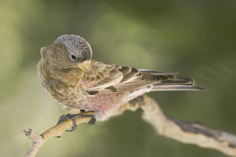 Brown-capped Rosy Finch (Leucosticte australis), New Mexico, USA