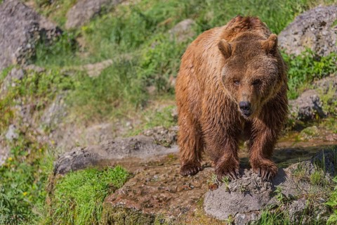 One adult male Eurasian brown bear (Ursus arctos arctos) waling over grass and rocks on hilly