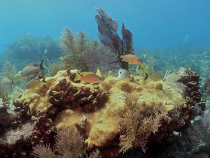 A diverse group of Fish swimming around a large coral, Astroides (Montastraea cavernosa) . Dive