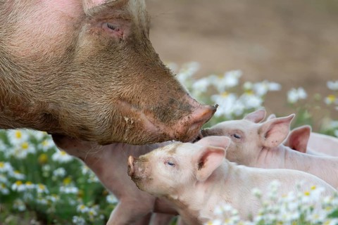 Domestic pig (Sus scrofa domesticus) adult mother and juvenile baby piglets farm animals in a field