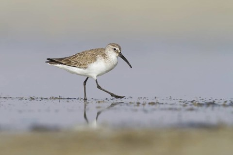 Curlew Sandpiper (Calidris ferruginea), Oman