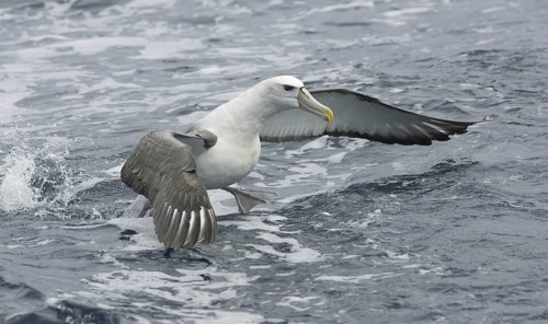 Shy Albatross (Thalassarche cauta) flying, Victoria, Australia