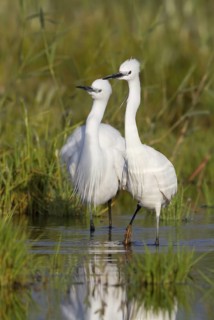 Little Egret (Egretta garzetta), Cyprus