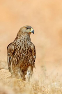 Imperial eagle, (Aquila heliac), animals, birds, eagles, birds of prey, biotope, habitat Raysut
