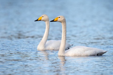 Whooper swan (Cygnus cygnus) at a lake in Sweden, Fågelsjö, Gävleborgs län, Sweden