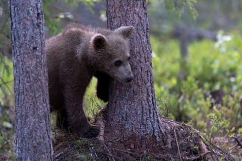 European brown bear, Karelia, Finland