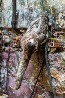Sloth between the Paricatuba Ruins, Paricatuba, Iranduba, State of Amazonas, Brazil