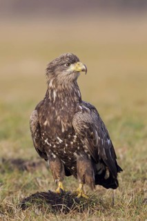White-tailed eagle, hawk family, animals, birds, birds of prey, (Haliaeetus albicilla), biotope,