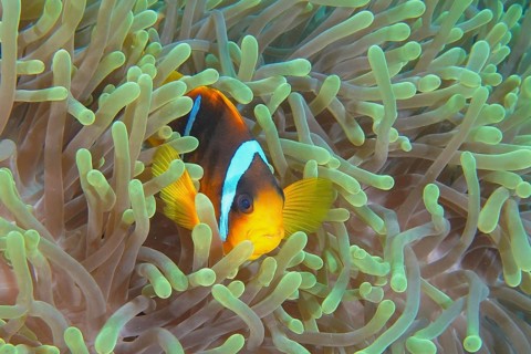 Red sea anemonefish (Amphiprion bicinctus)