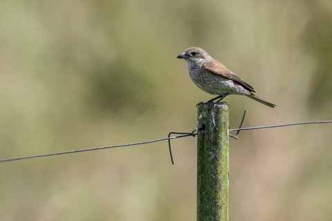 Red-backed shrike (Lanius collurio) female, Emsland, Lower Saxony, Germany