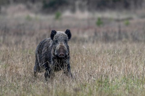 The posture of the wild boar (Sus scrofa) signals maximum tension, intoxication time, mating