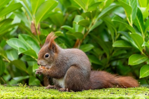Eurasian red squirrel (Sciurus vulgaris) on a stone, wildlife, Germany