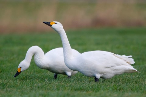 Tundra Swan (Cygnus columbianus bewickii) foraging, Netherlands