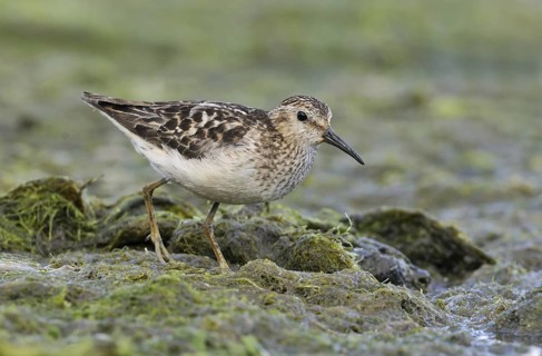 Least Sandpiper (Calidris minutilla), British Columbia, Canada