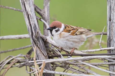 Eurasian Tree Sparrow - Feldsperling - Passer montanus ssp. montanus, adult, Kazakhstan