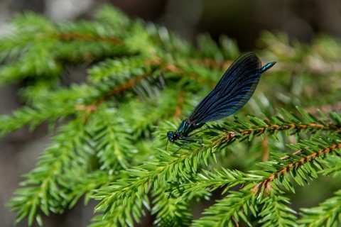 Blue dragonfly resting on a fir branch, Gudbrandsdal, Norway