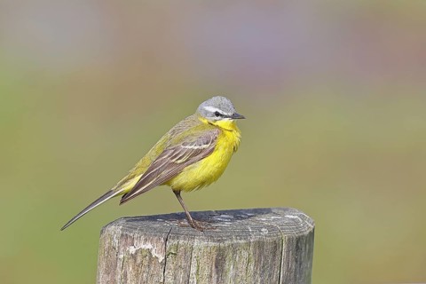 Yellow wagtail (Motacilla flava), on a pasture fence post, Dümmer, Lake Dümmer, Ochsenmoor, Hüde,