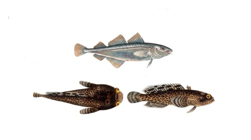 Fish, Fish, top: Family of cods, Gadus minutus, dwarf cod, the Poor. bottom, Family of cods, Gadus
