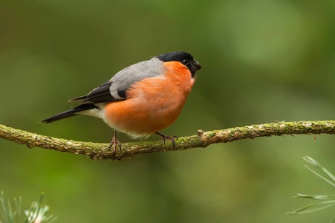 Eurasian Bullfinch (Pyrrhula pyrrhula) male, Utrecht, Netherlands