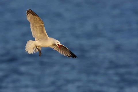 Audouin's Gull (Ichthyaetus audouinii) flying, Mallorca, Spain