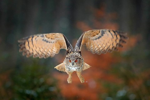 Eagle owl flying in forest. Flight Eagle owl with open wings in habitat with trees, bird fly.
