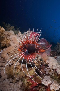 Ray lionfish (Pterois radiata)