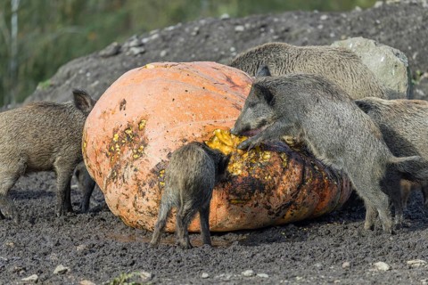 A herd of wild boar (Sus scrofa) stands in a clearing and eats a giant pumpkin