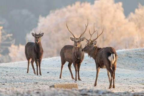 Three Japanese sika deer stags (Cervus nippon nippon) stand on a meadow in hilly terrain. A forest