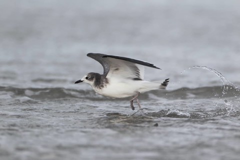 Schwalbenmöwe; lat. Xema sabini; im Flug von der Seite dicht über dem Wasser laufend;