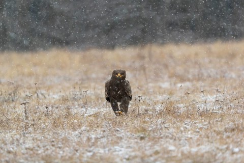 One steppe eagle, Aquila nipalensis, sitting on a snowy meadow during snowfall. Trees and grass in