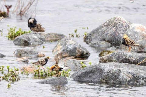 Ruff (Calidris pugnax), small group of males on stones in a river, Varanger, Finnmark, Norway