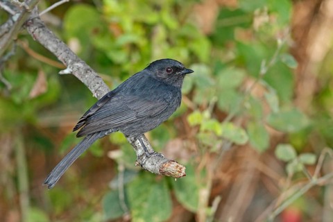 Northern Black Flycatcher (Melaenornis edolioides), Lake Baringo, Kenya