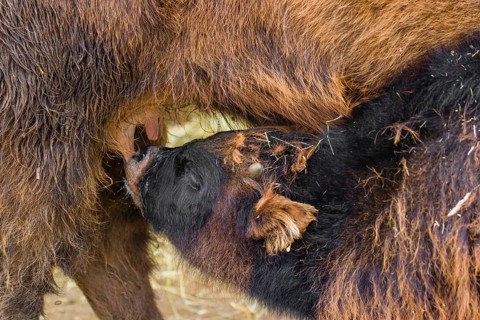A female aurochs or urus or ure (Bos primigenius), suckles its calf